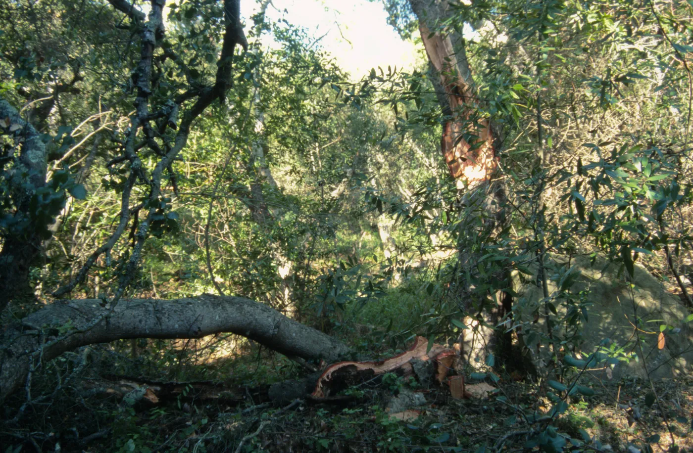 Uprooted tree, fell onto water well
