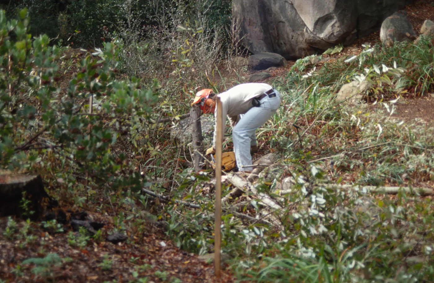Tea House site prep