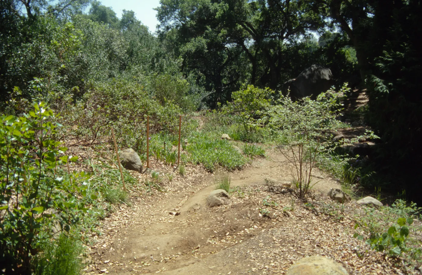 Tea House site prep