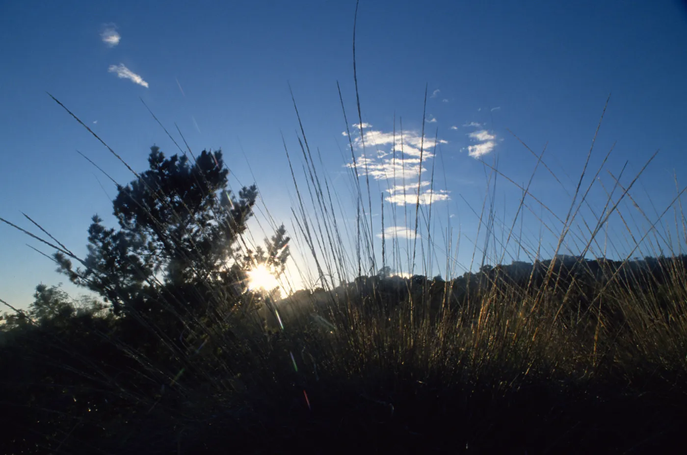 Santa Barbara Botanic Garden landscape