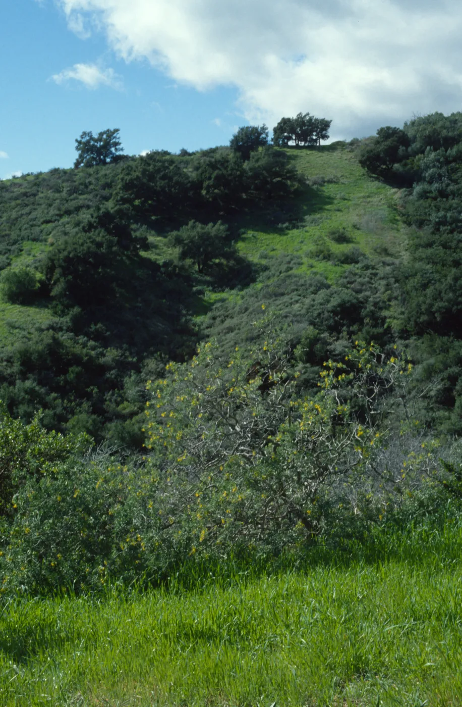 chaparral landscape