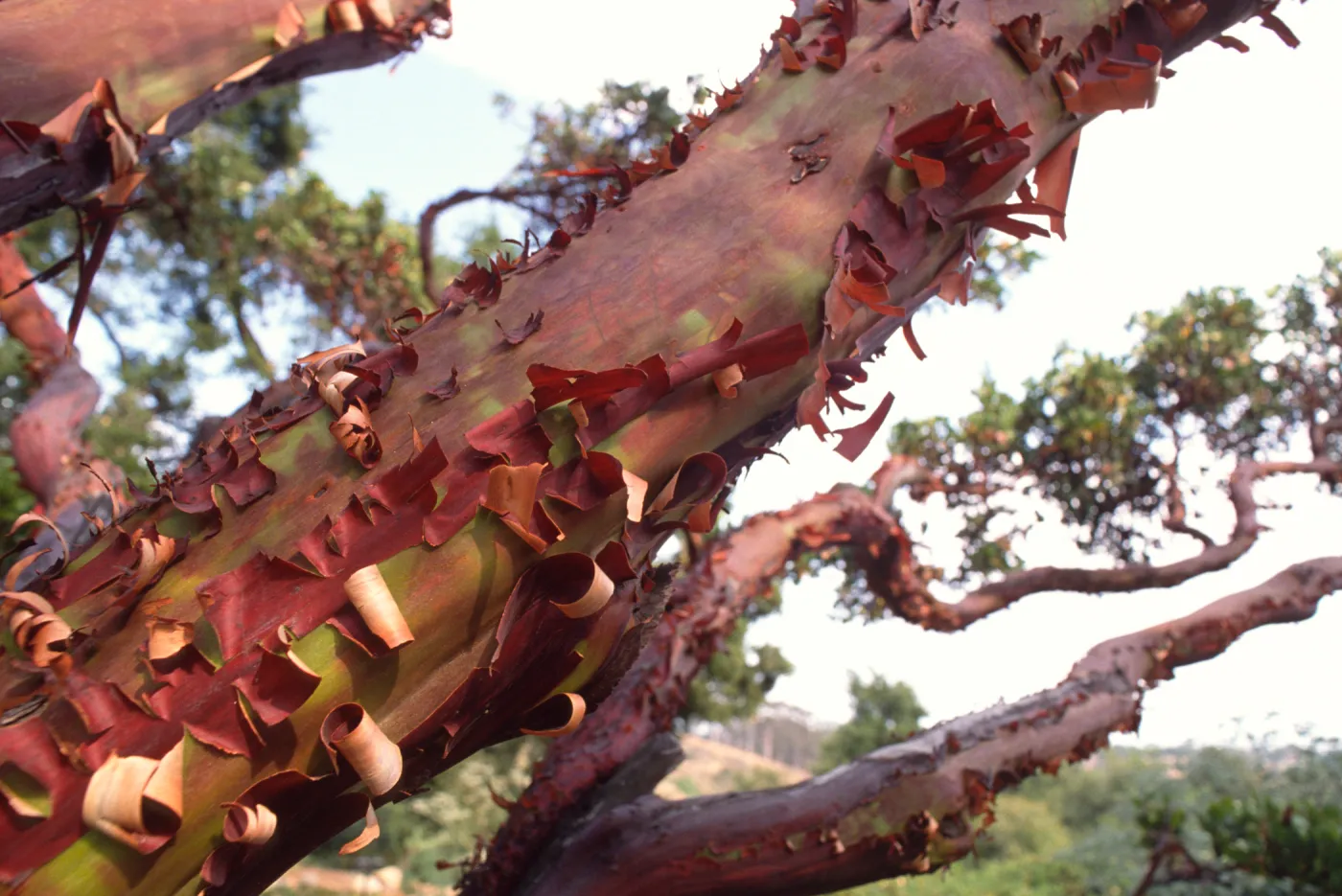 Cypress bark