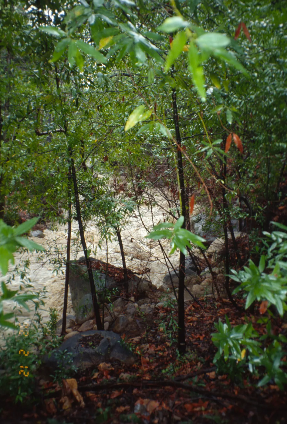 Mission Creek