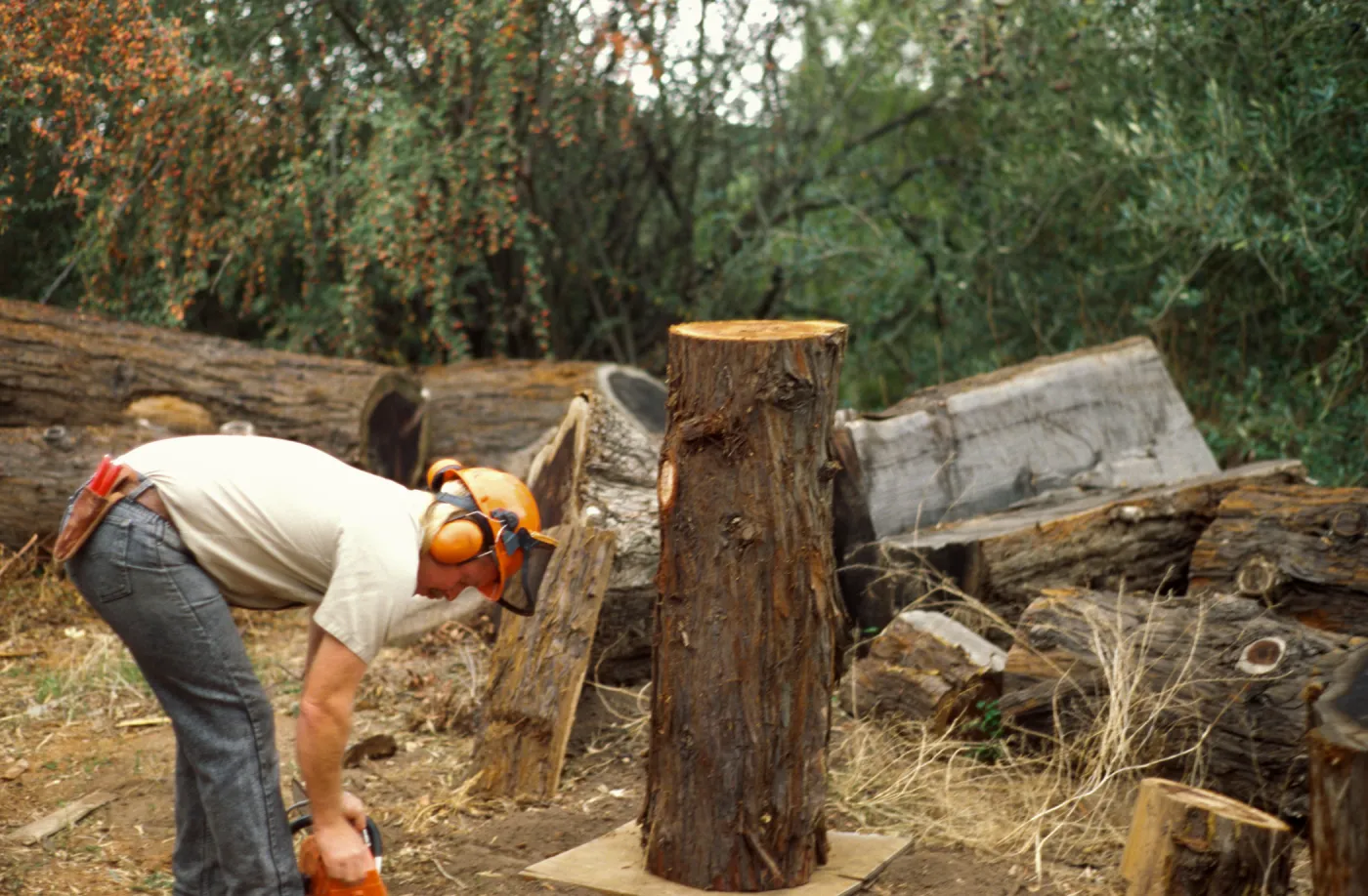 construction of redwood bench at SBBG, Dave Kershaw