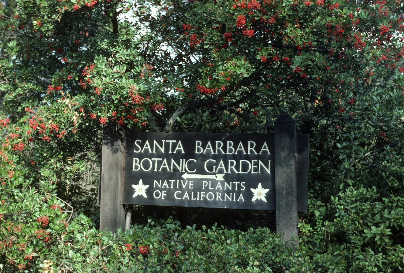 SBBG entrance sign, at Mission Canyon Road entrance, Toyon with red berries