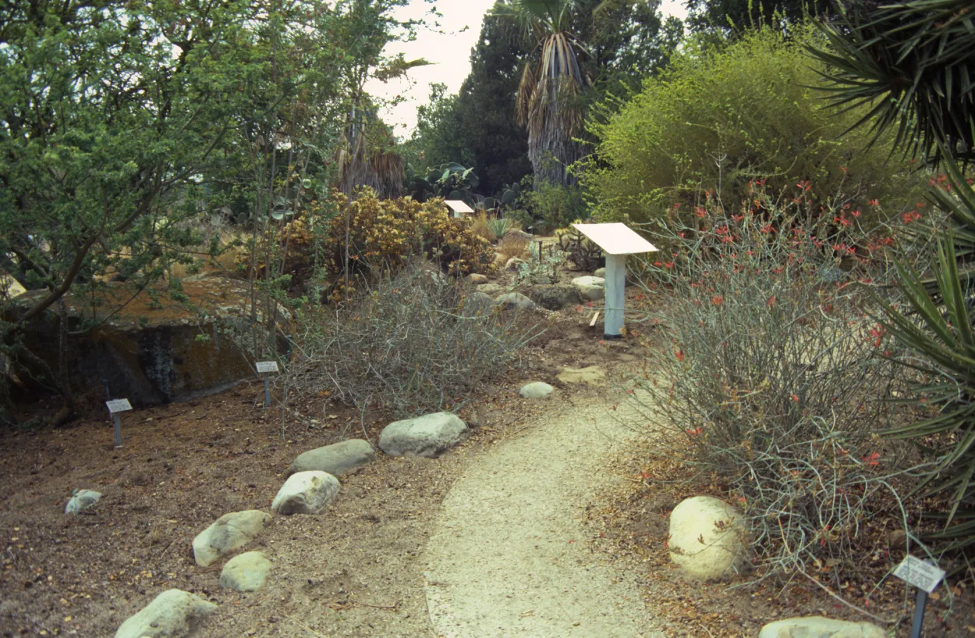 Path in the Desert
