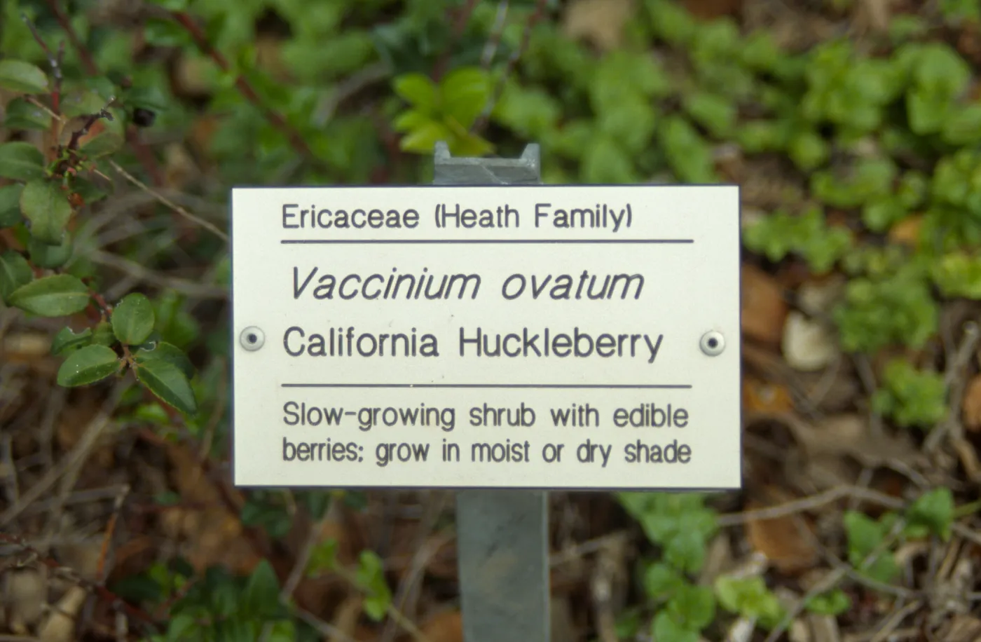 Vaccinium ovatum (California Huckleberry) public information label
