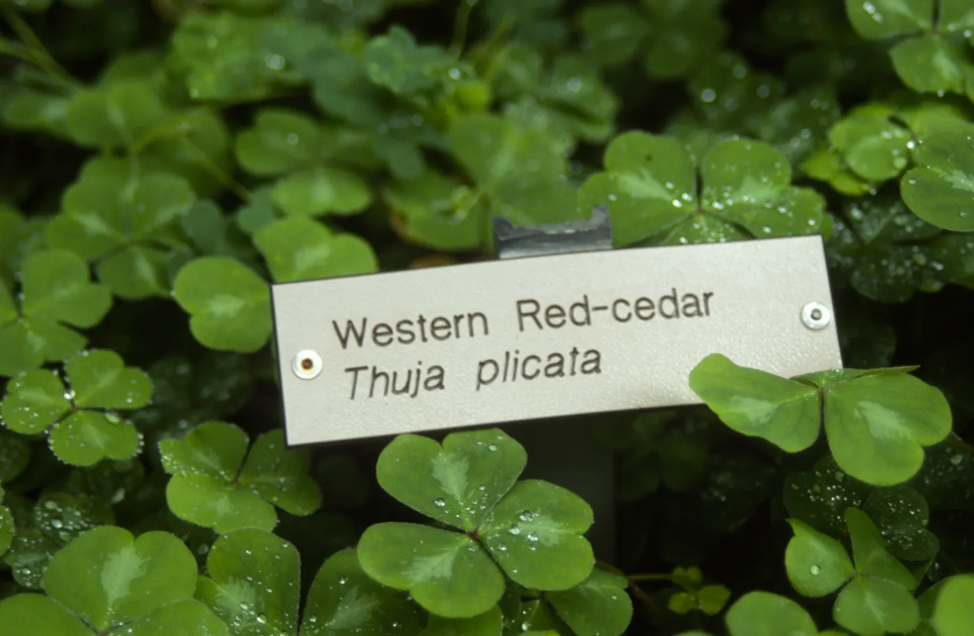 Thuja plicata (Western Red-cedar) public information label, Oxalis