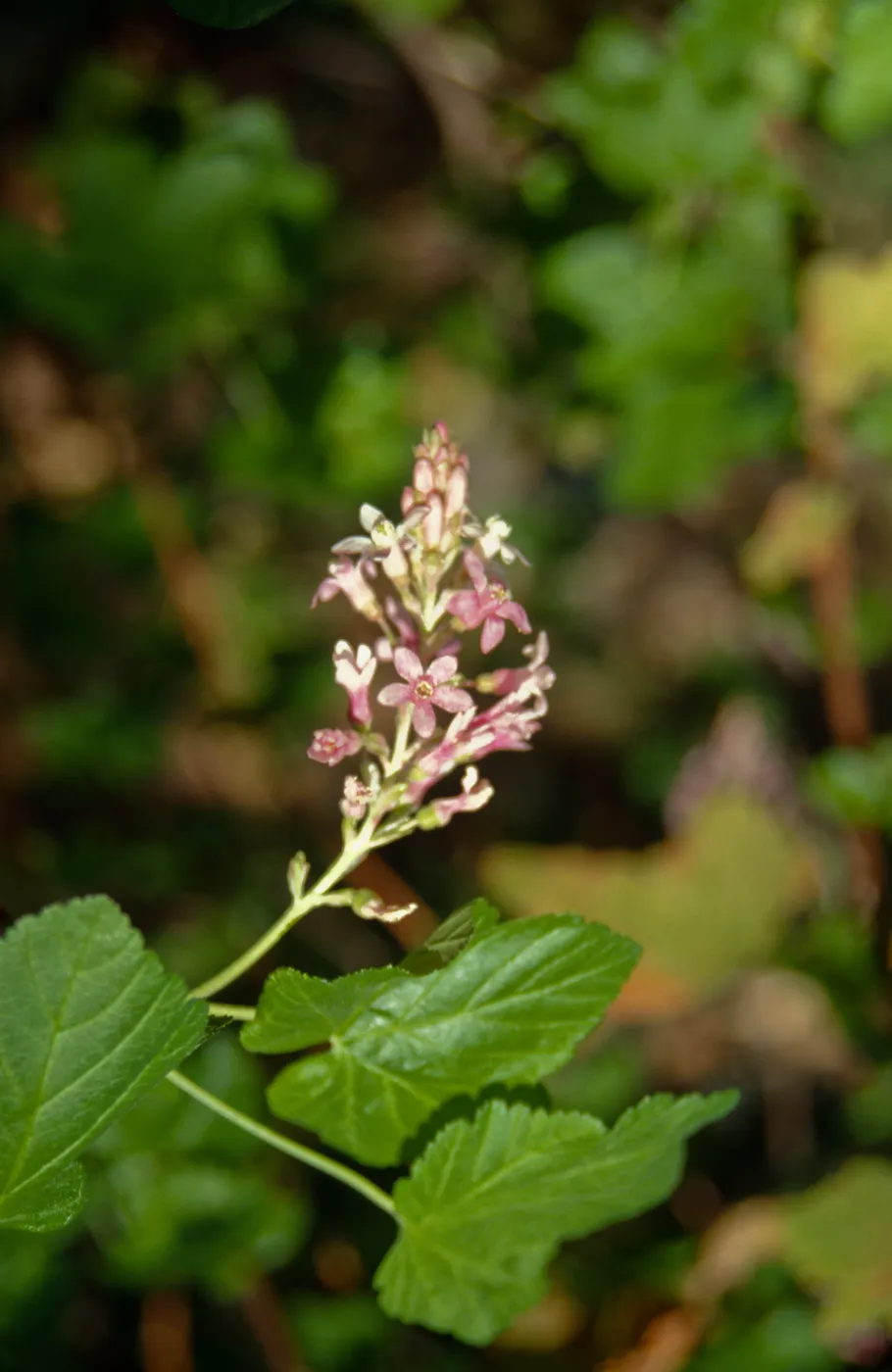 Ribes (Currant, Gooseberry )