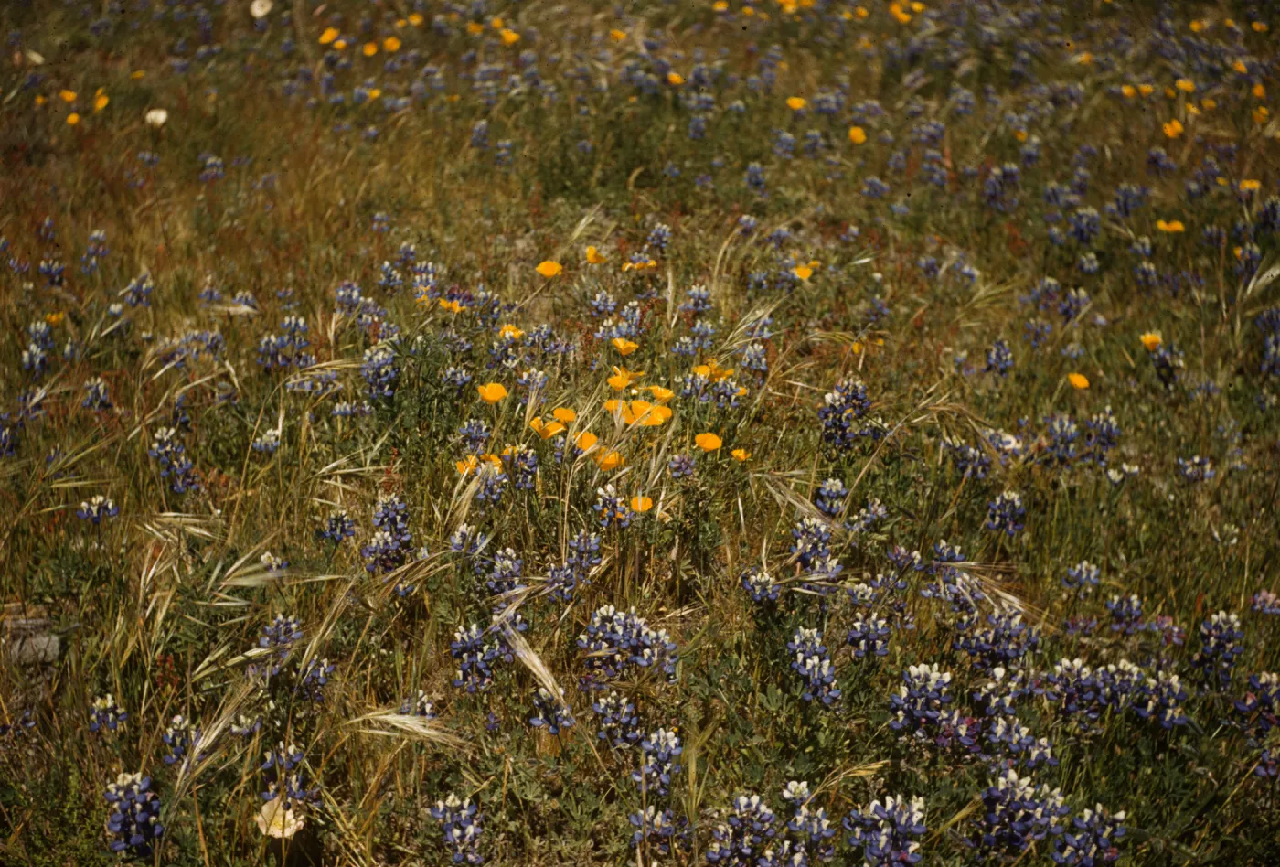Surf, Lupinus nanus and California poppies