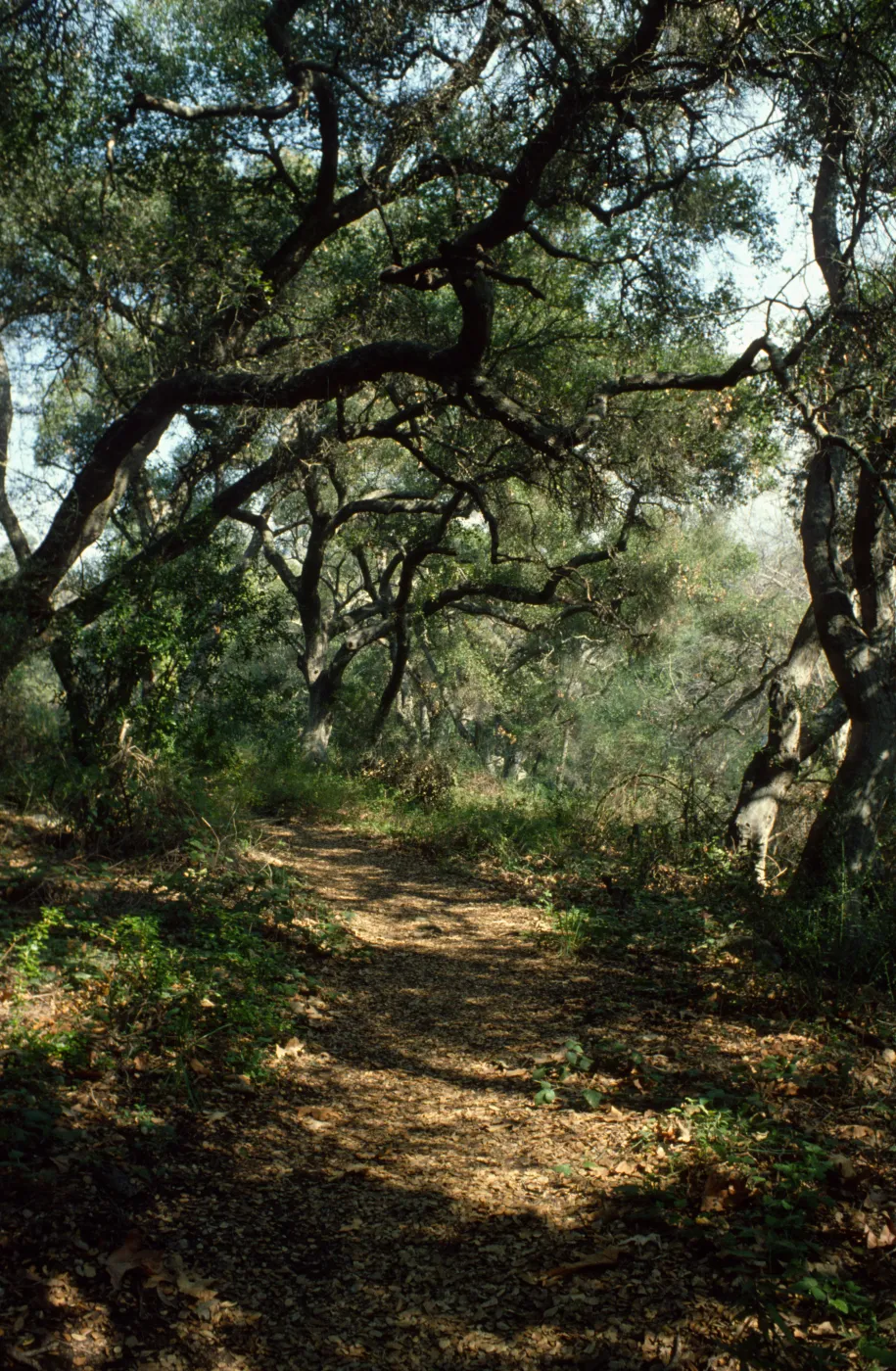 SBBG trail under oak canopy