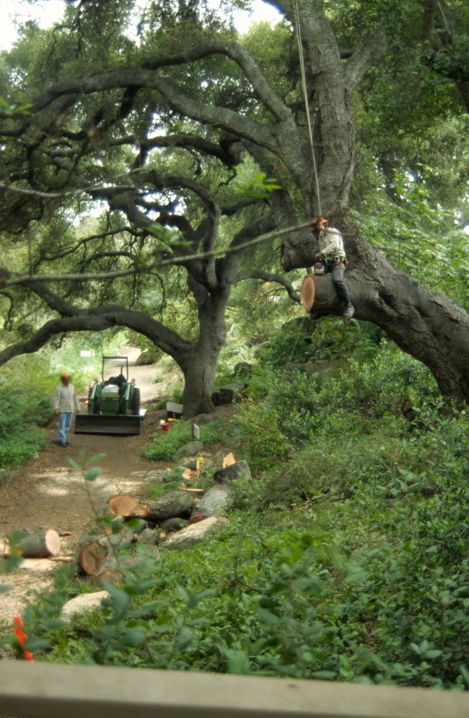 Manny, pruning of Coast live oak in the Arroyo