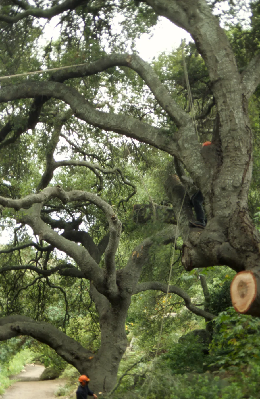 pruning of Coast live oak in the Arroyo