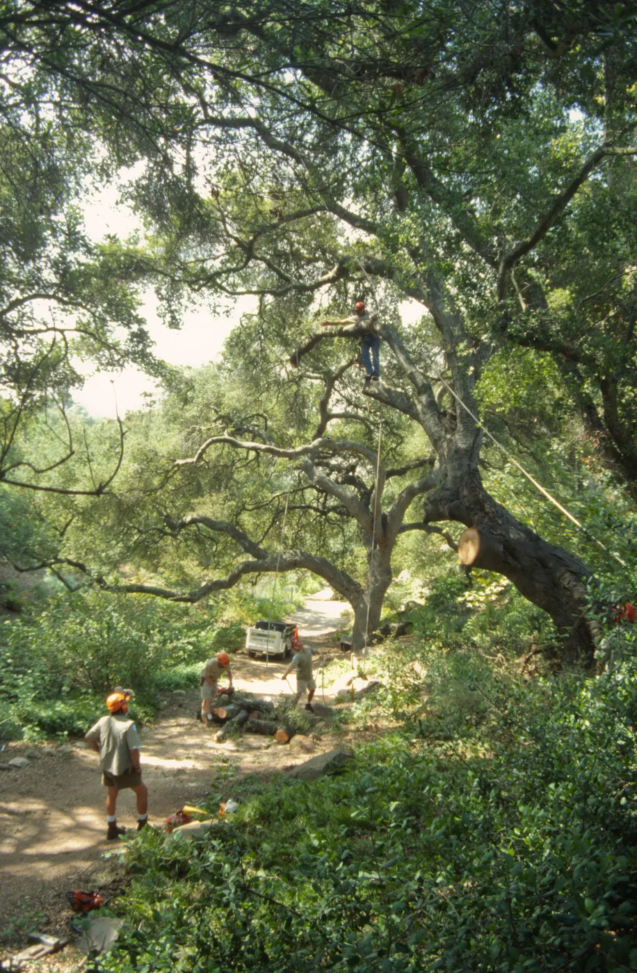 Manny, pruning of Coast live oak in the Arroyo