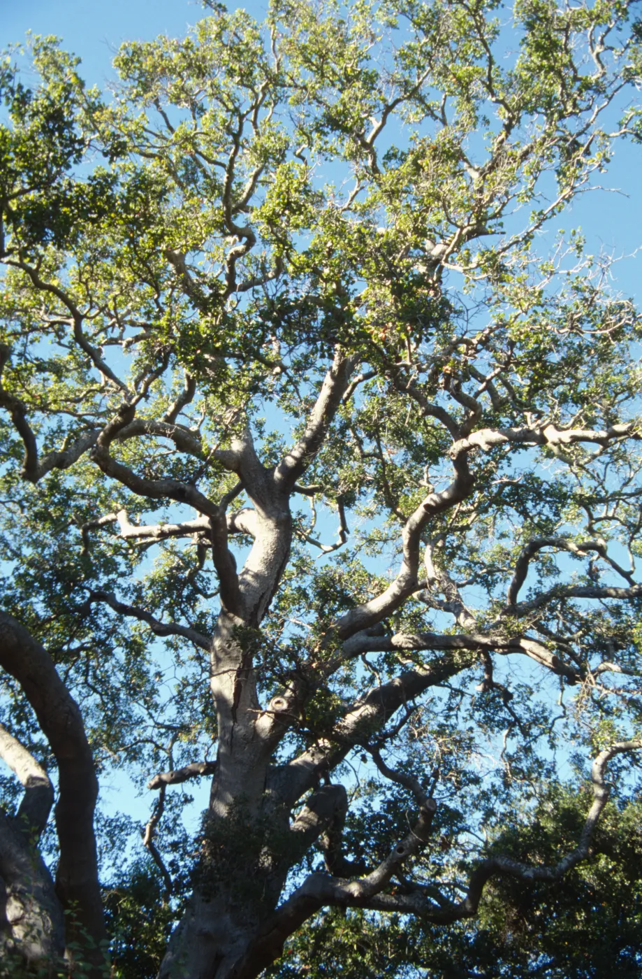 Brook Oak (Coastal Live Oak), 1998 (sparce foliage)