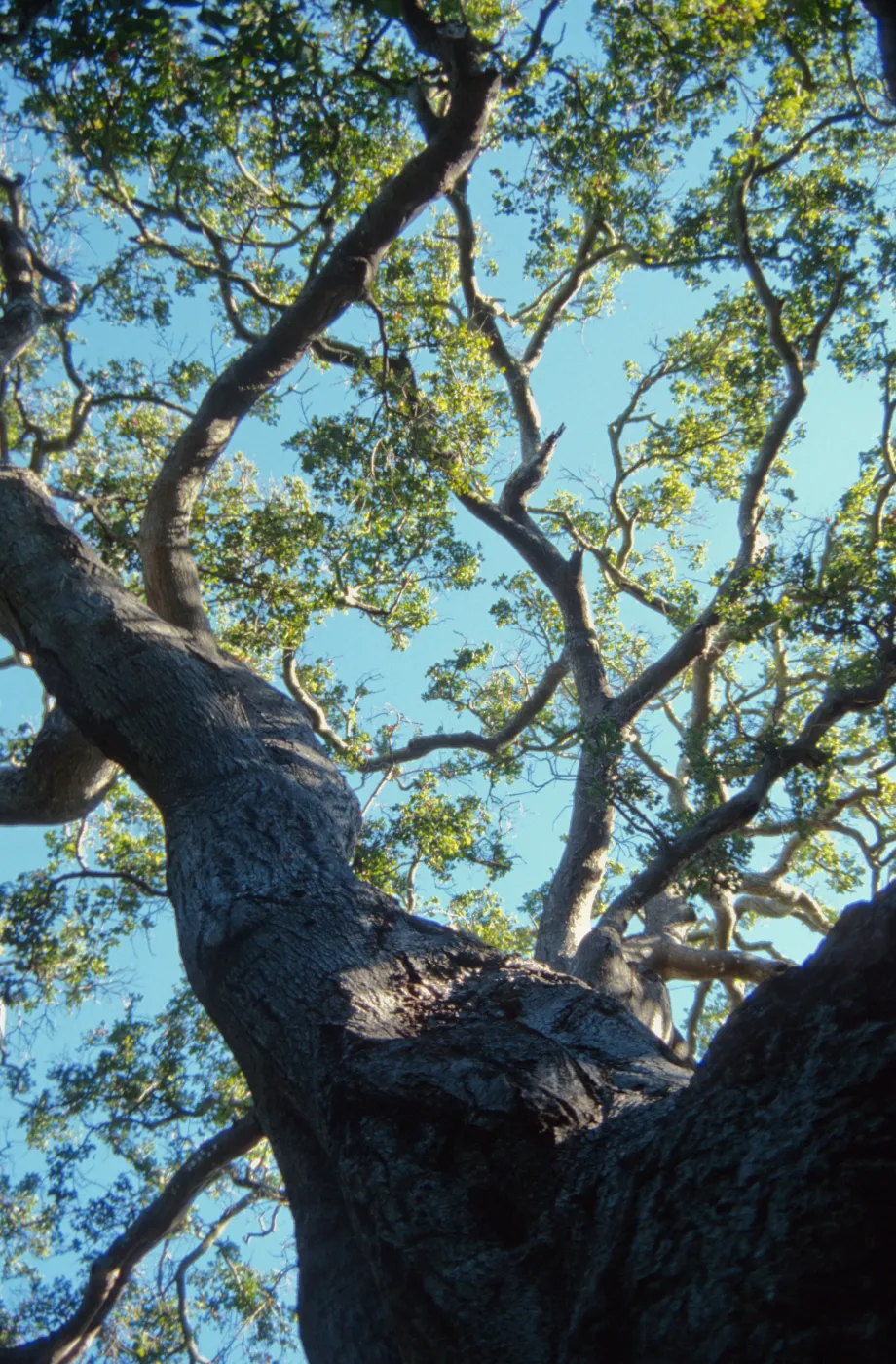 Brook Oak (Coastal Live Oak), 1998 (sparce foliage)