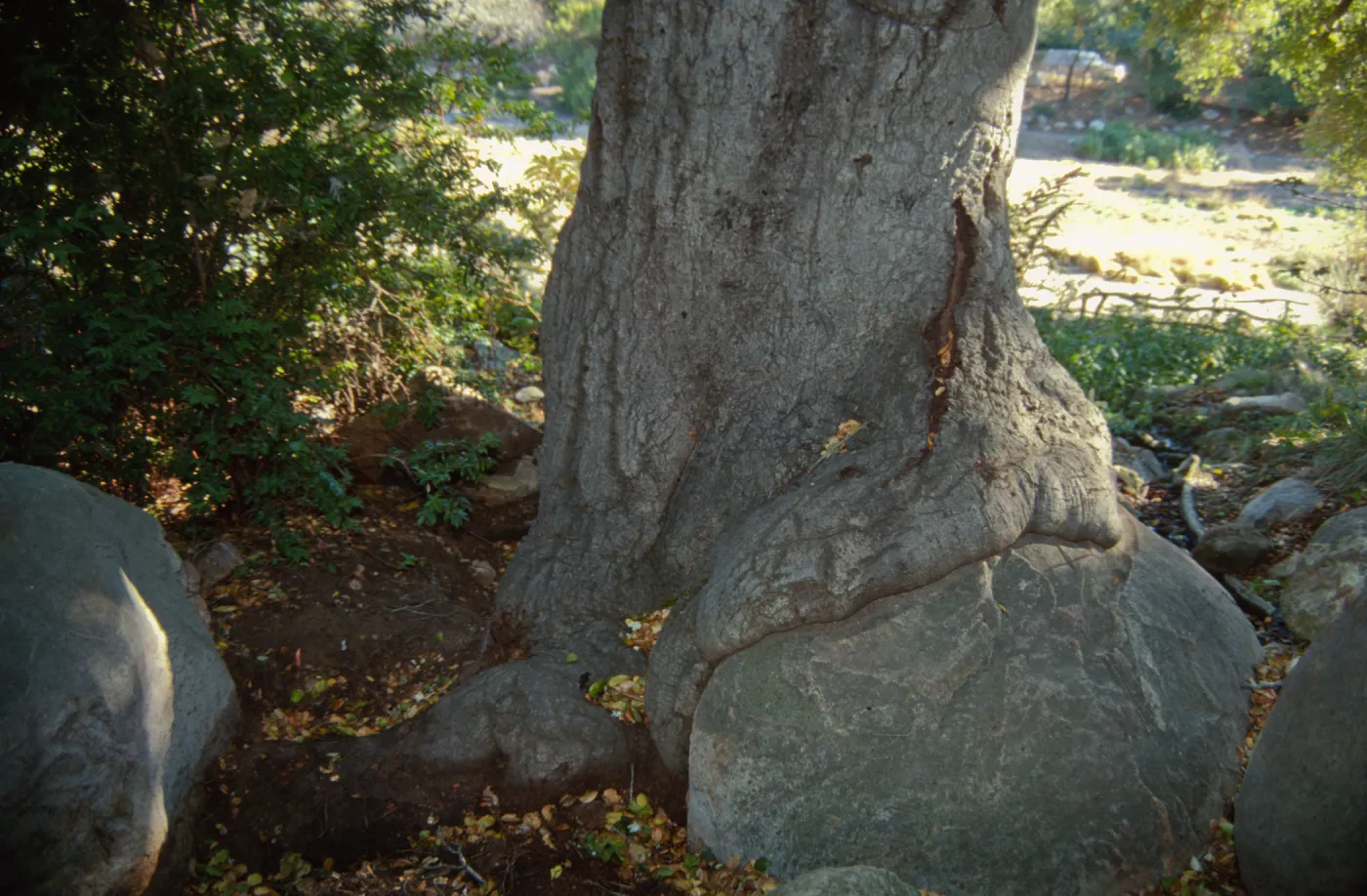 Brook Oak (Coastal Live Oak), 1998 (diseased trunk)