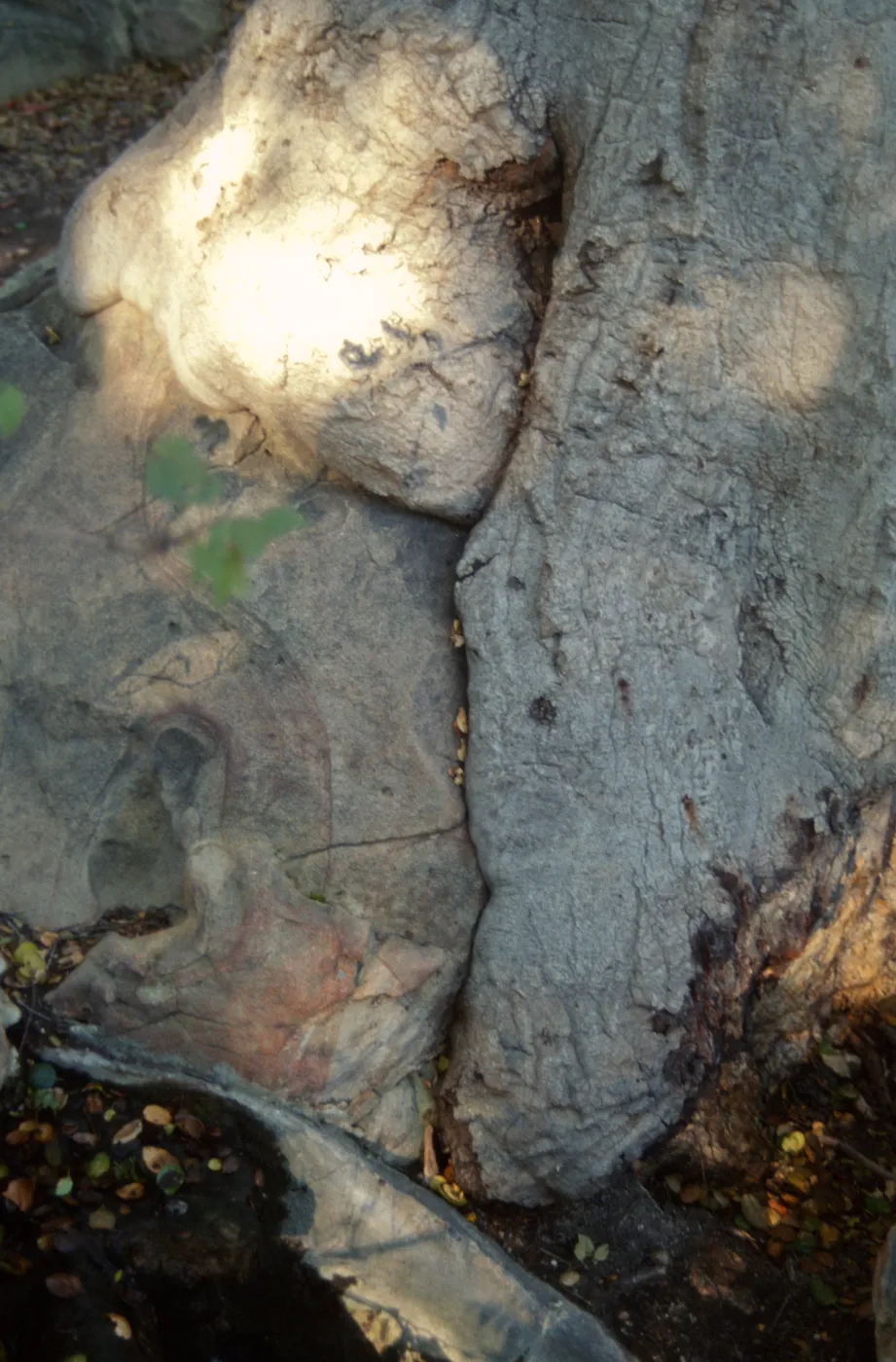 Brook Oak (Coastal Live Oak), 1998 (diseased trunk)
