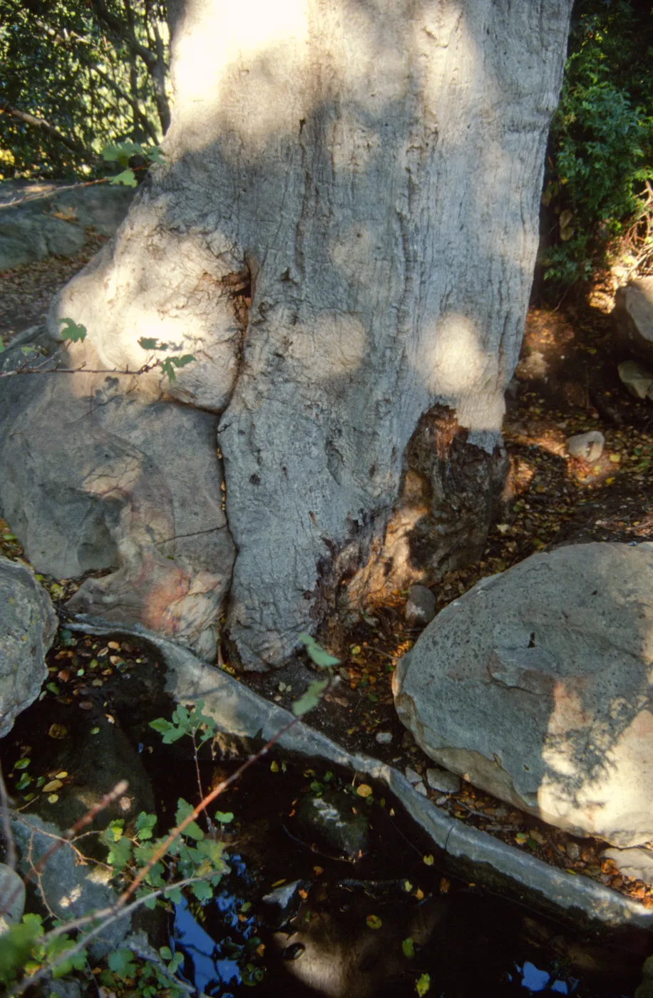 Brook Oak (Coastal Live Oak), 1998 (diseased trunk)