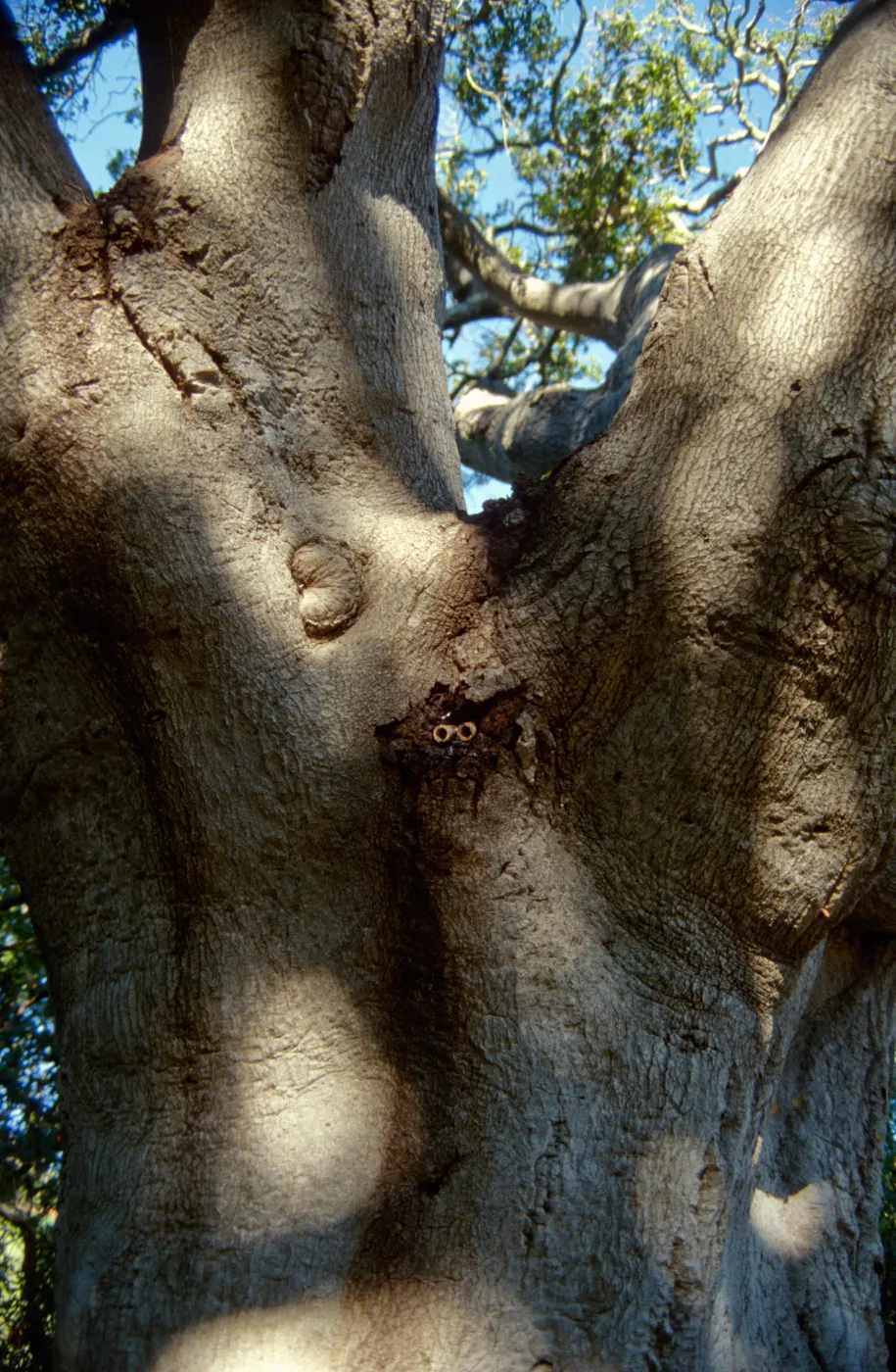 Brook Oak (Coastal Live Oak) (diseased trunk, draining lesion)