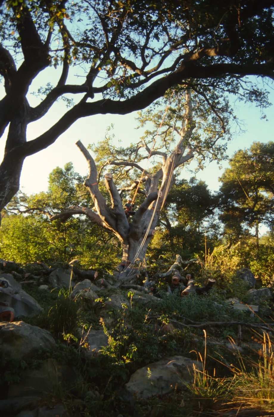 oak tree removal, diseased oak