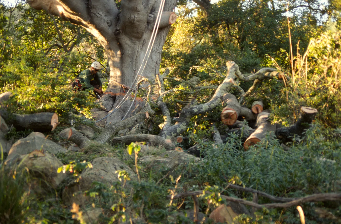 oak tree removal, diseased oak