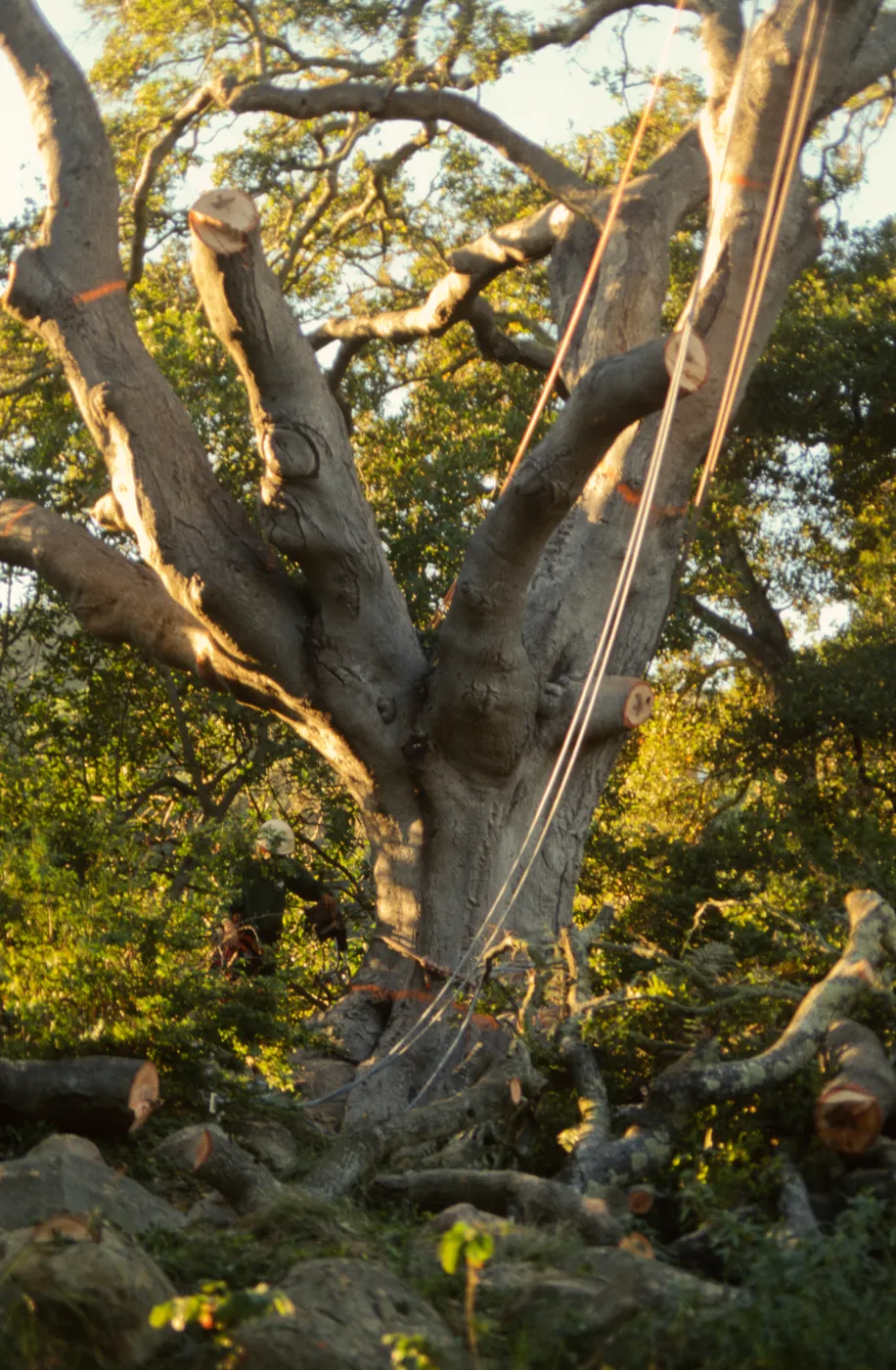 oak tree removal, diseased oak