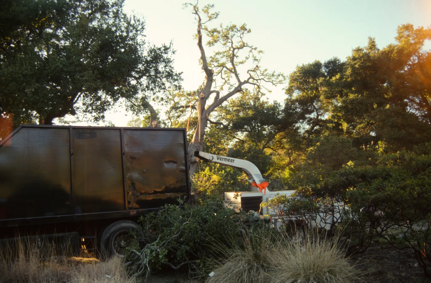 oak tree removal, diseased oak