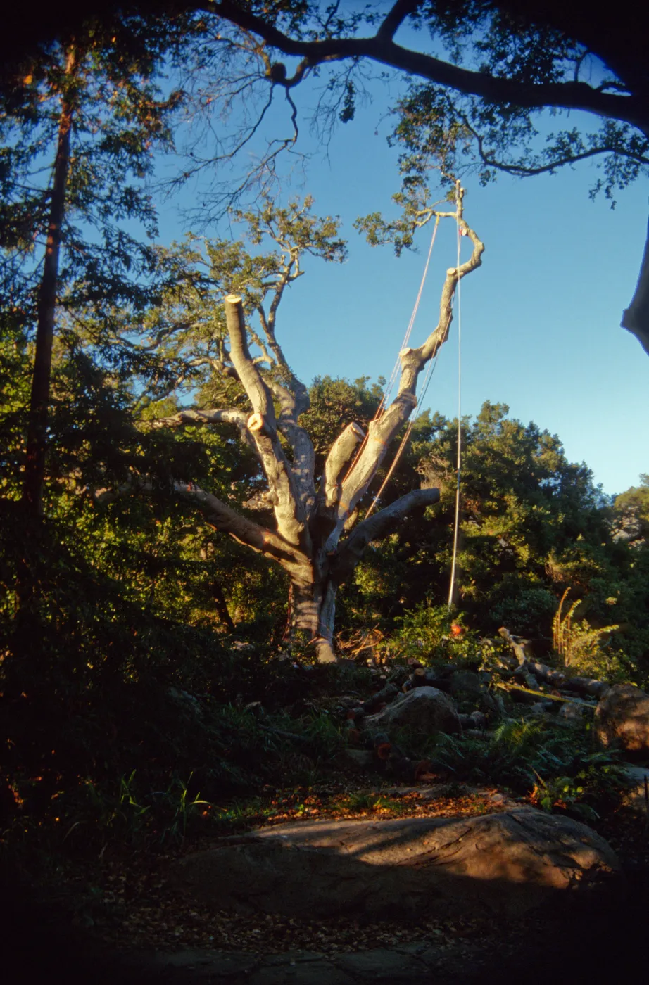 oak tree removal, diseased oak