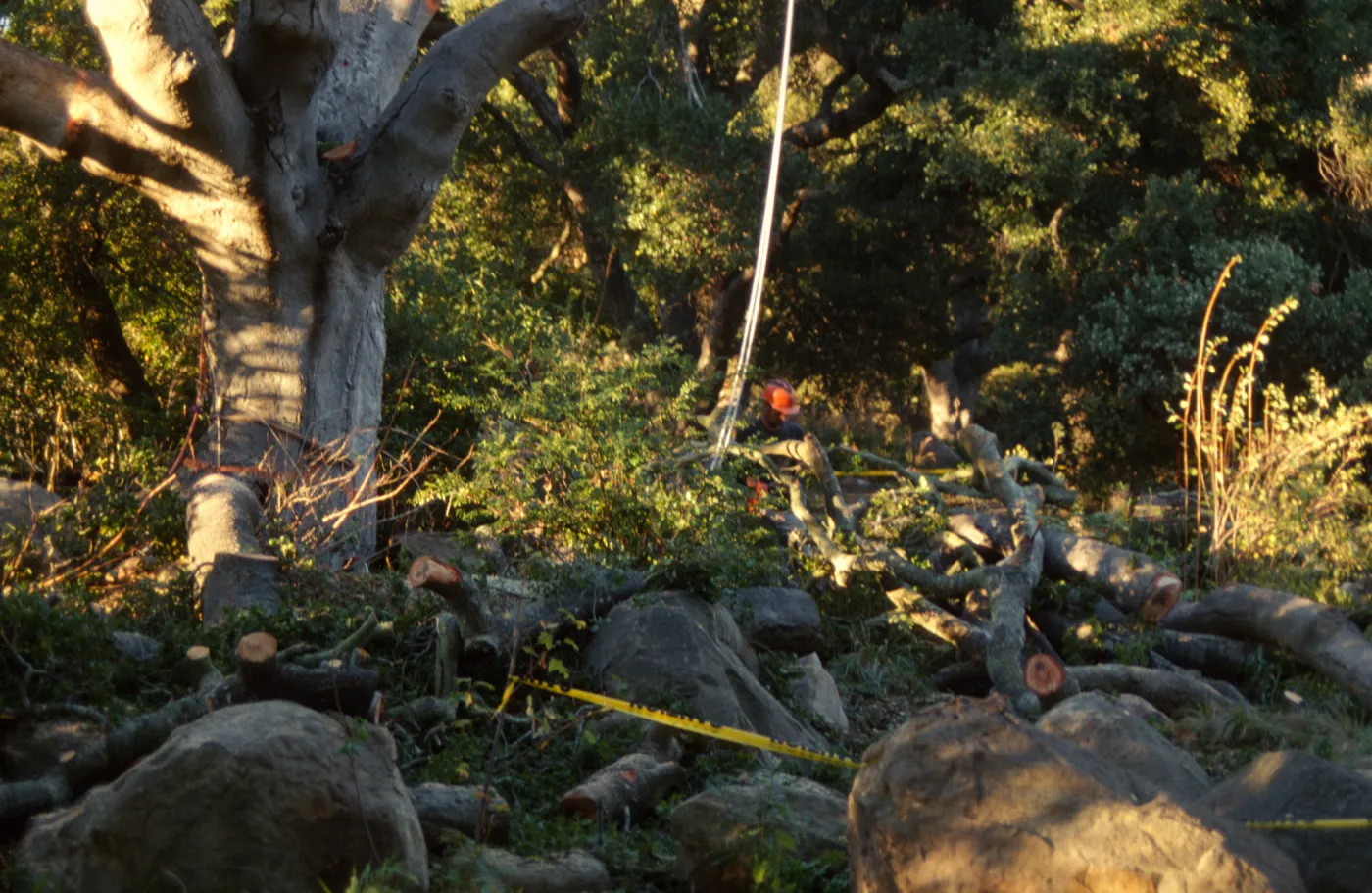 oak tree removal, diseased oak
