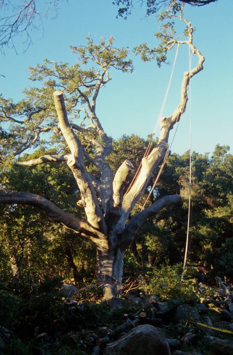 oak tree removal, diseased oak