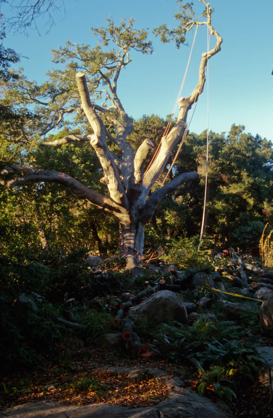 oak tree removal, diseased oak