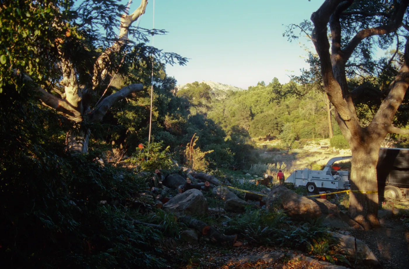 oak tree removal, diseased oak above the Meadow Brook