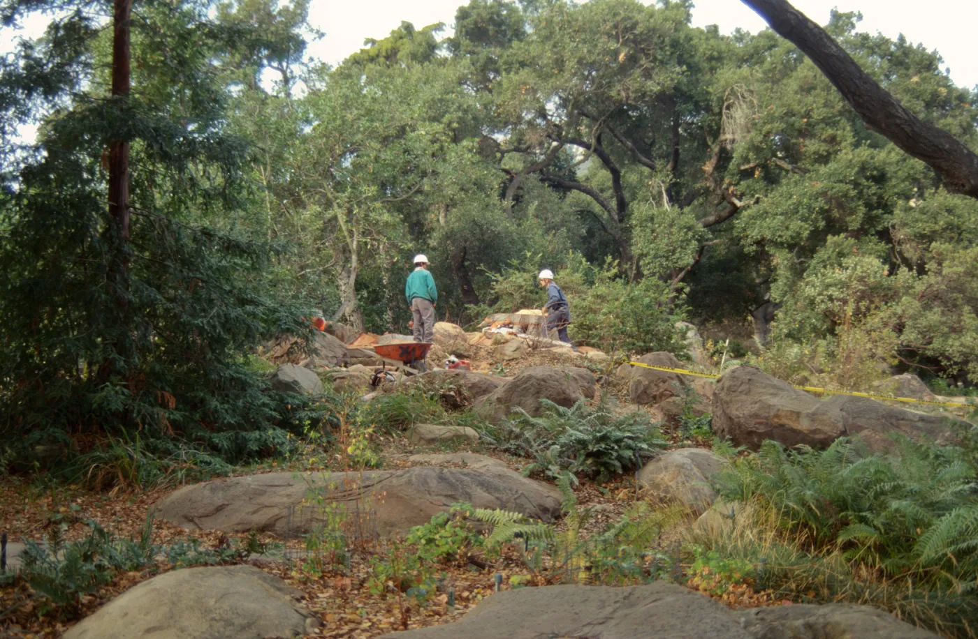 oak tree removal, diseased oak