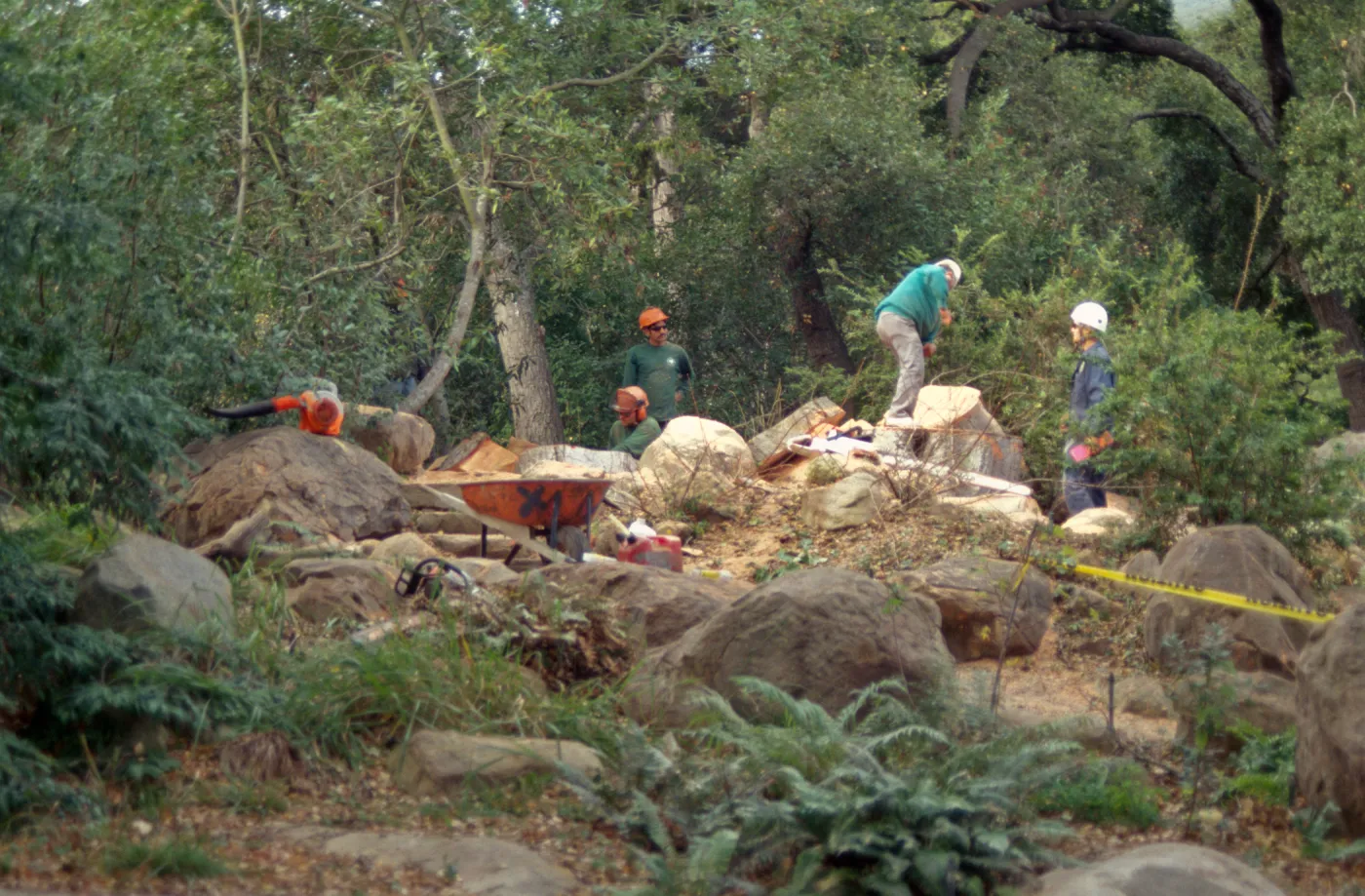 oak tree removal, diseased oak