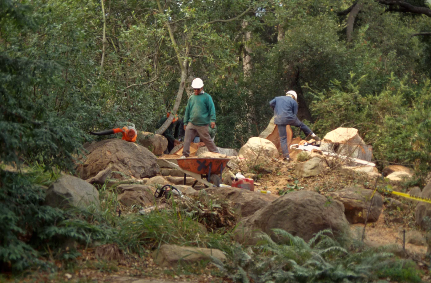 oak tree removal, diseased oak