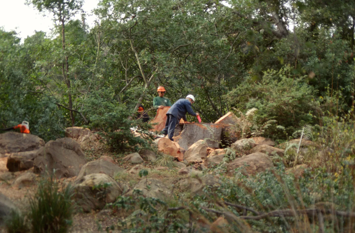 oak tree removal, diseased oak