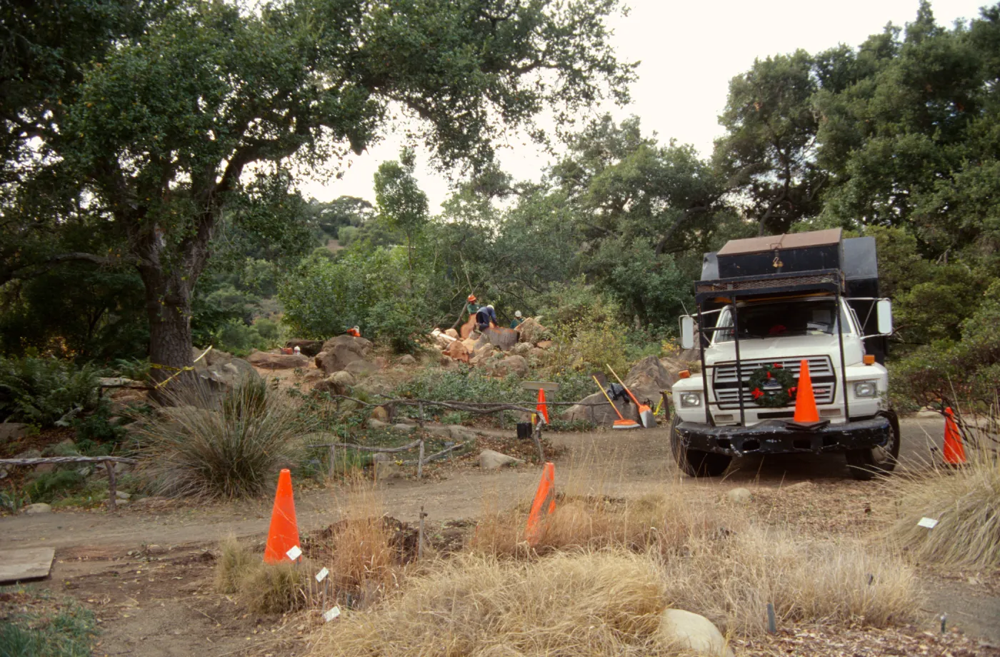 oak tree removal, diseased oak