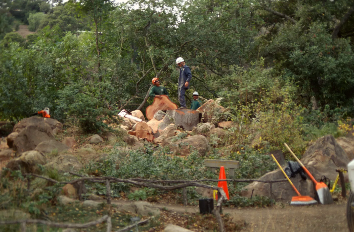 oak tree removal, diseased oak