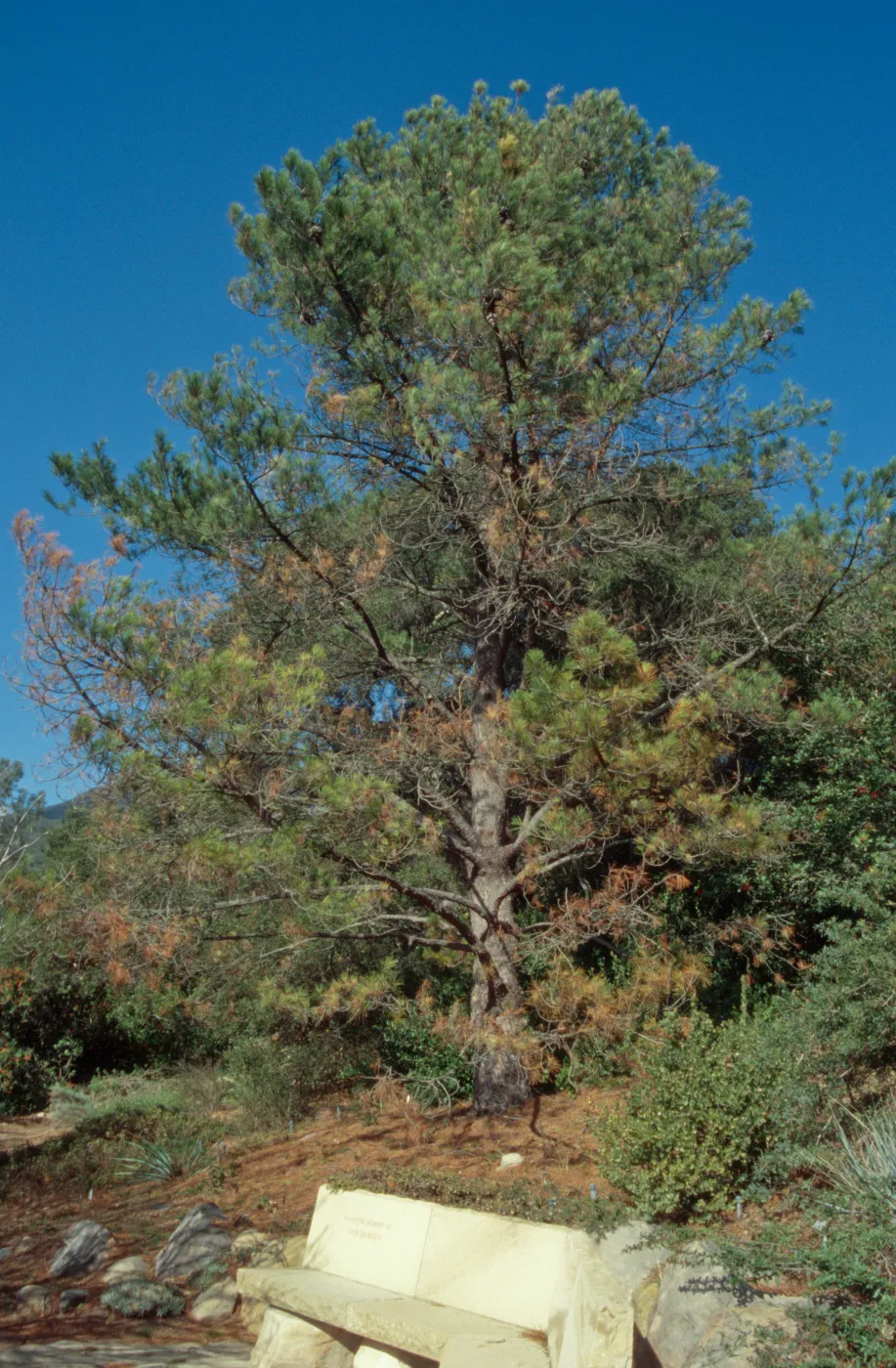 pine at Meadow View, stone bench