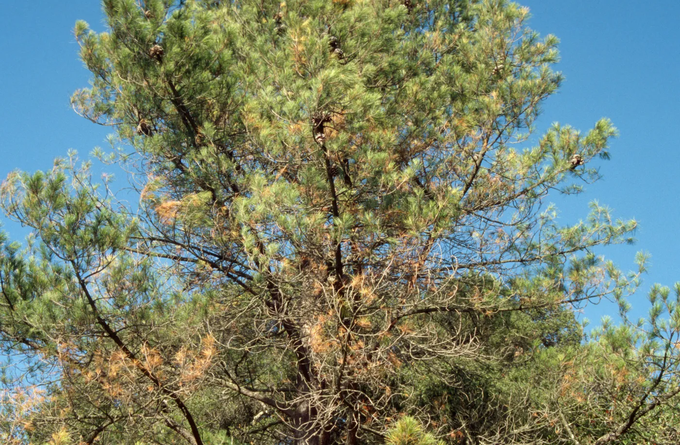 pine at Meadow View