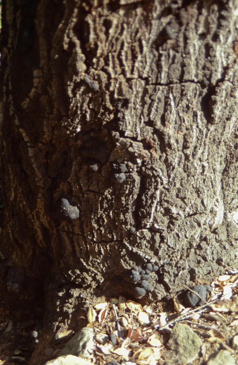 Fungus on oak trunk