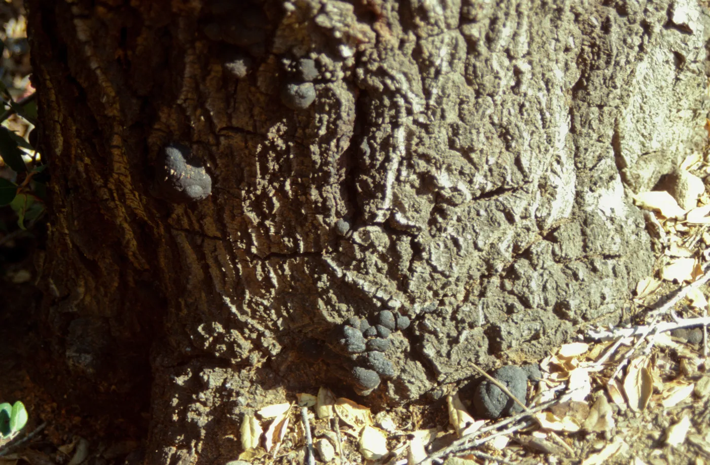 Fungus on oak trunk