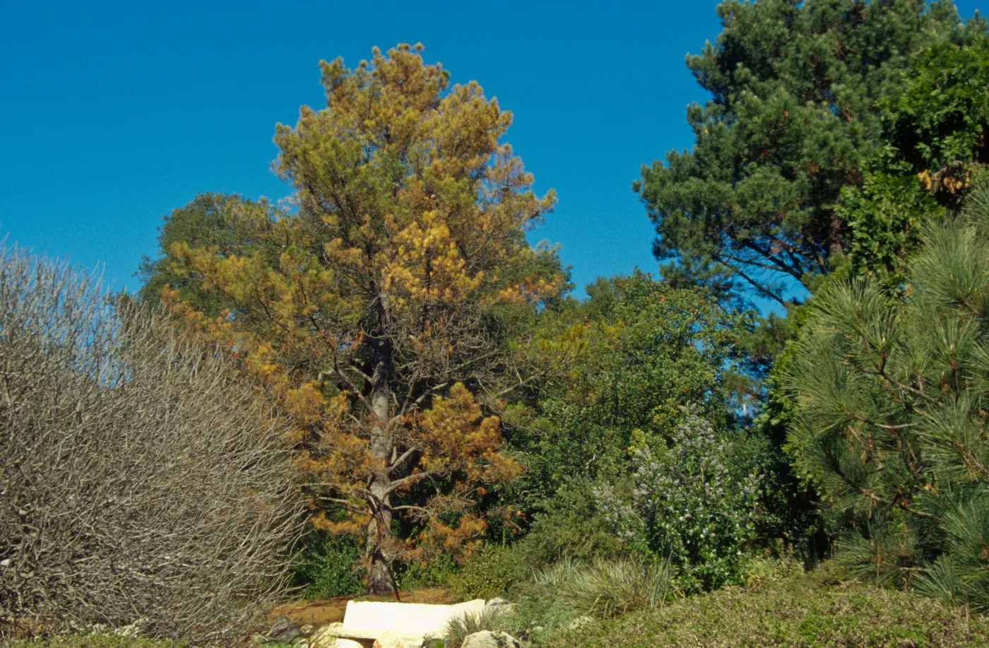 Dying Pinus radiata behind Dabney bench on Porter Trail