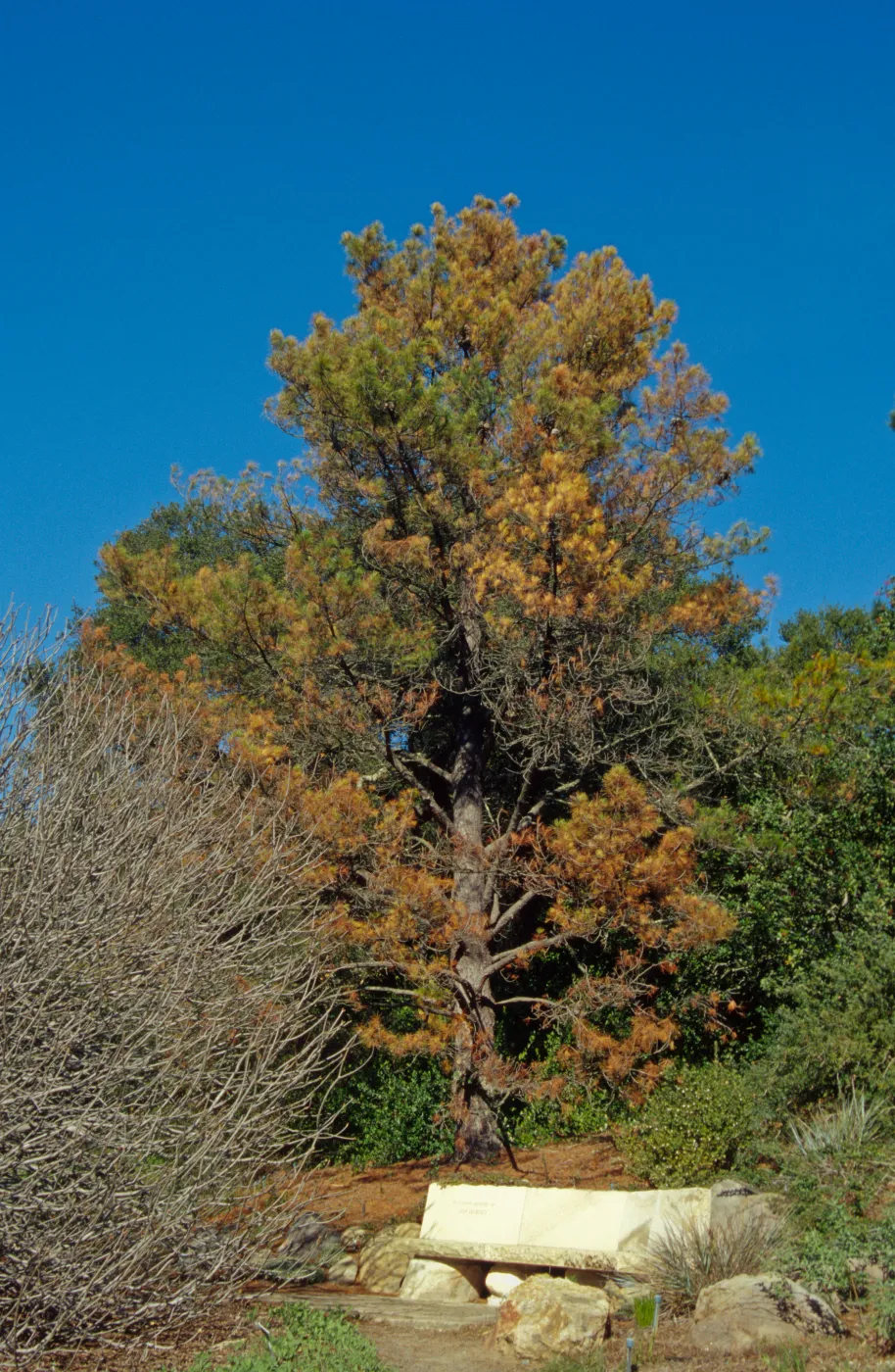 Dying Pinus radiata behind Dabney bench on Porter Trail