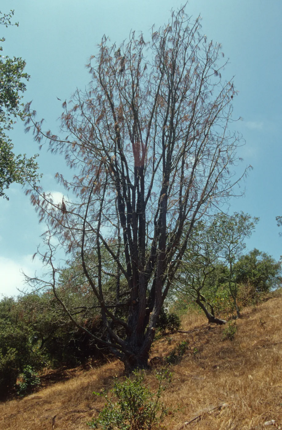 Dying tree