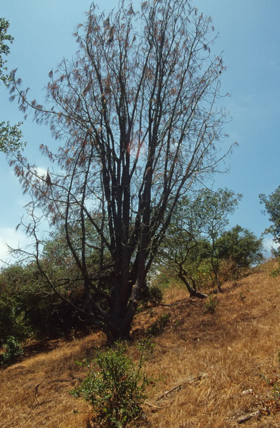 Dying tree