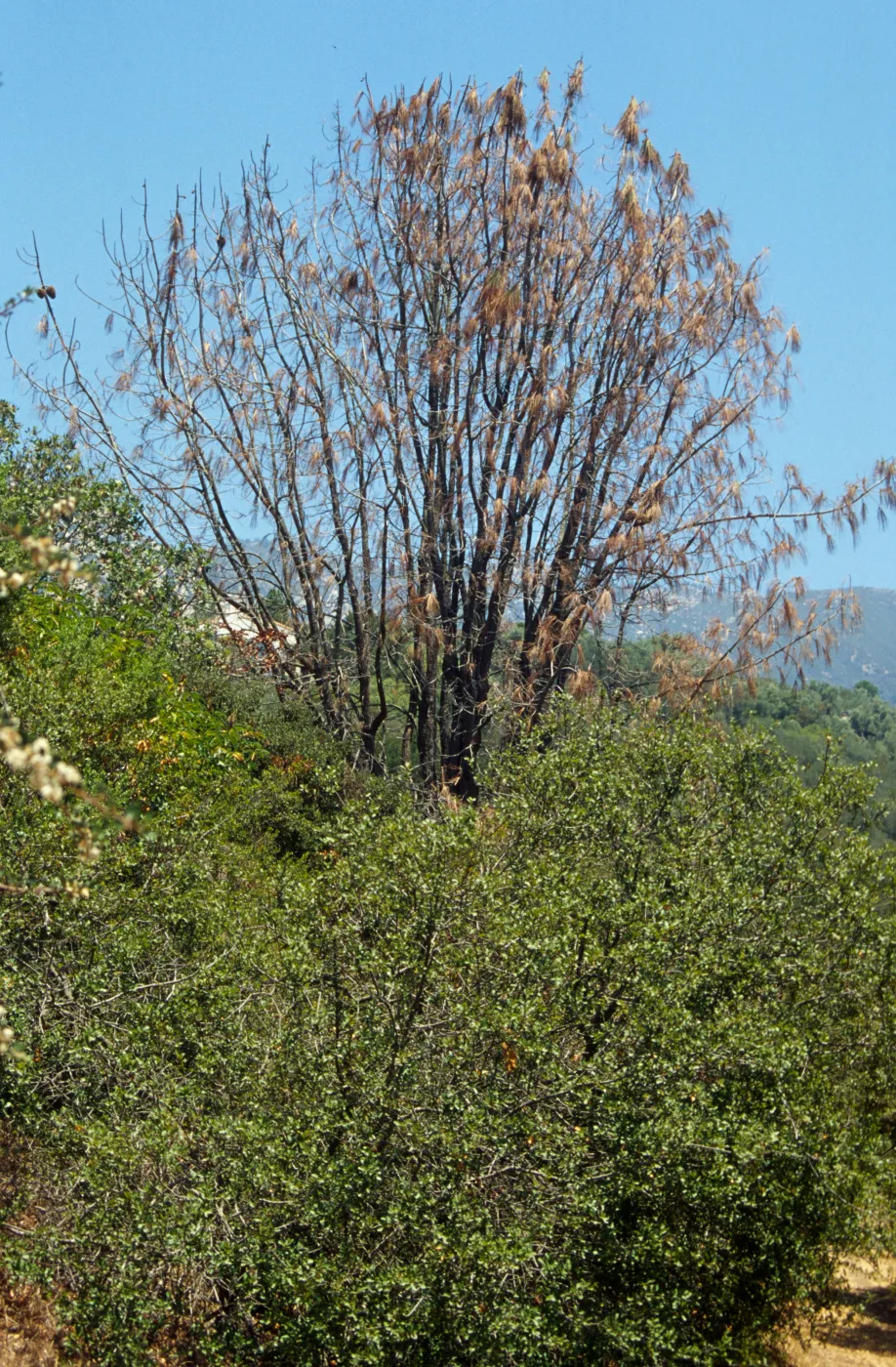 Dying tree
