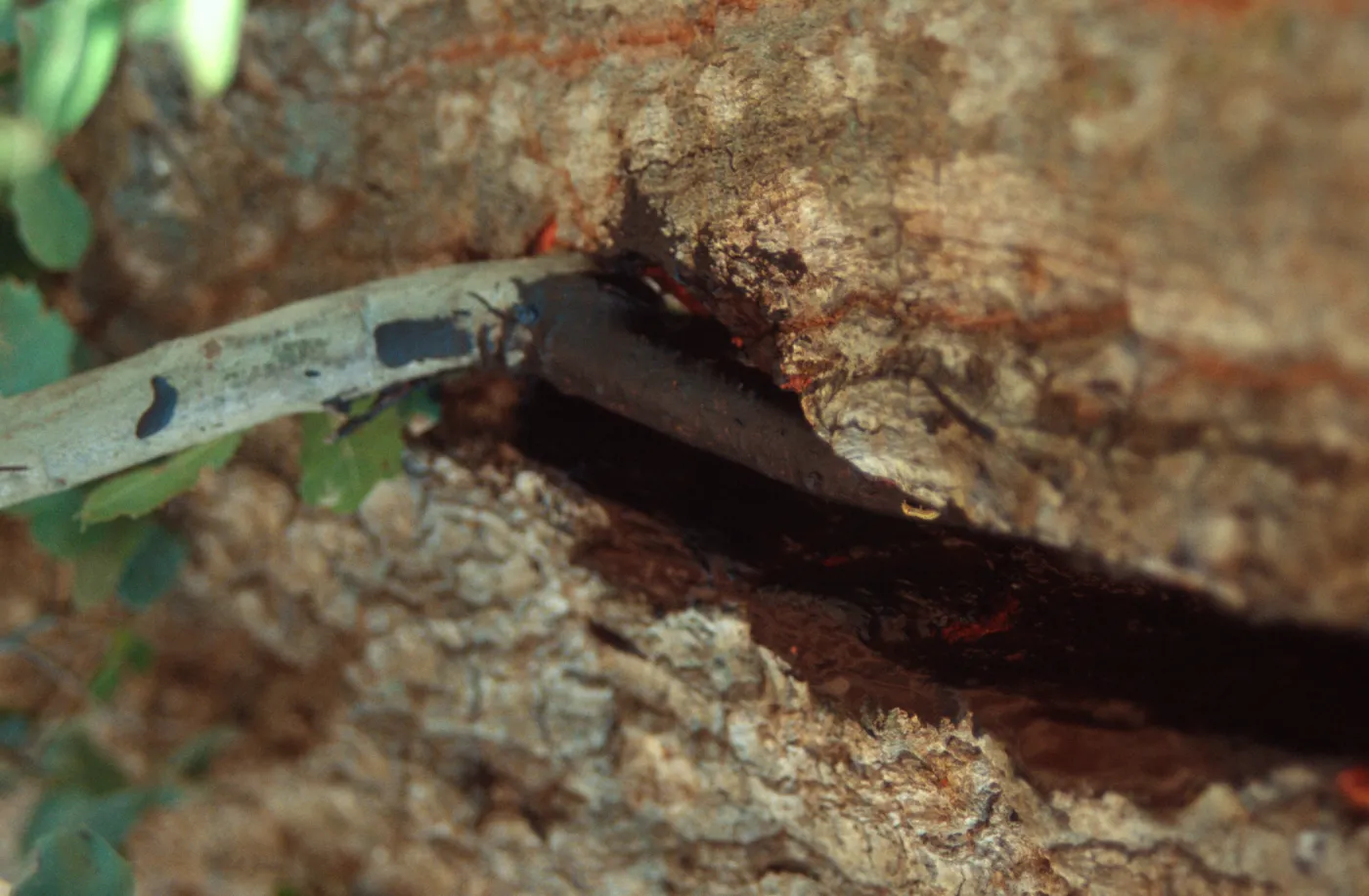 Meadow oak tree (Coastal Live Oak) â€œapproach graftâ€