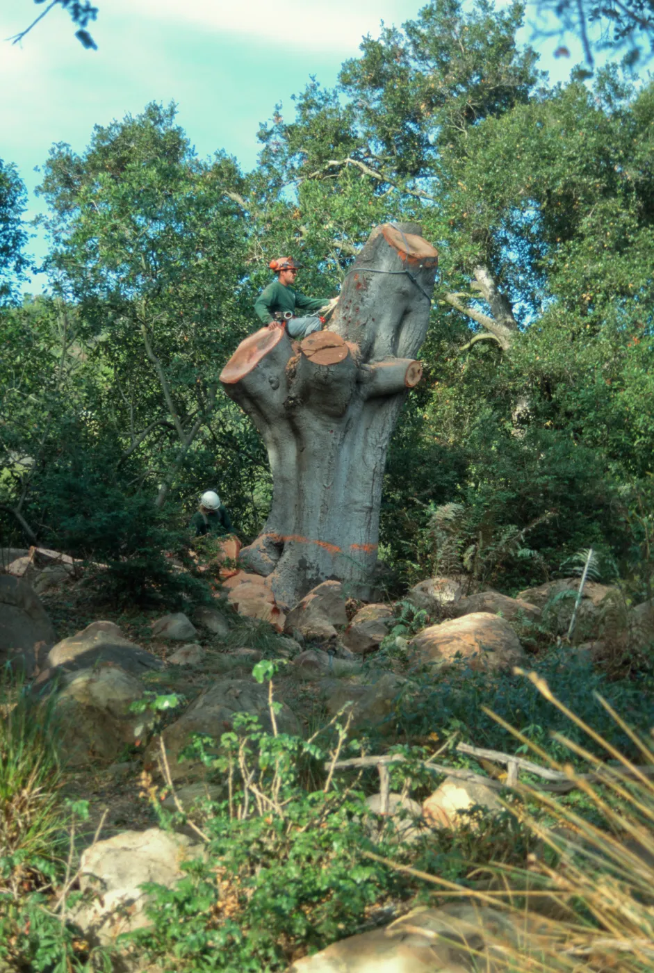 Brook oak removal